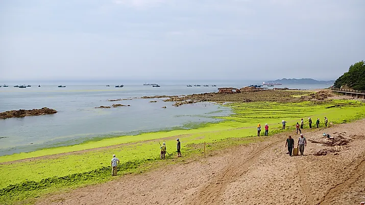 Workers are collecting and removing sea lettuce from Badaguan Beach, China, resulting from algal bloom due to water pollution. Editorial credit: Wang Junqi / Shutterstock.com