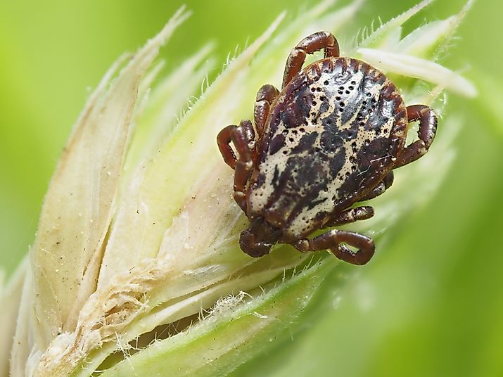 Dog tick. 