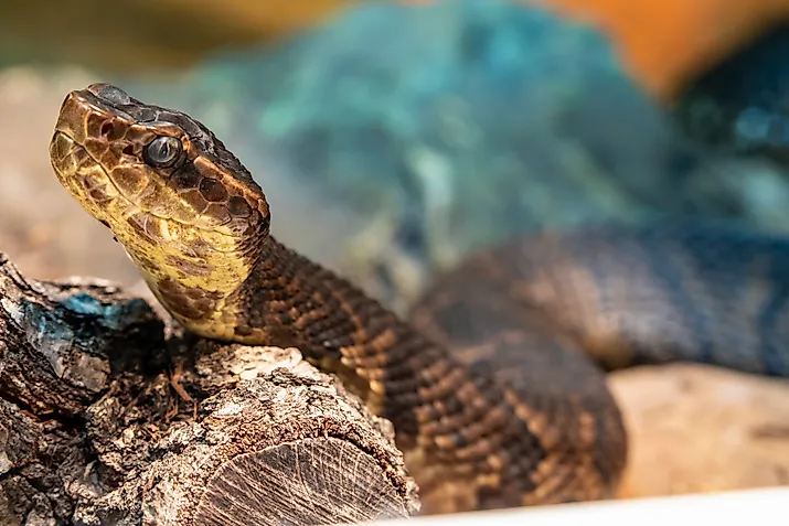 Close up of a northern cottonmouth snake.