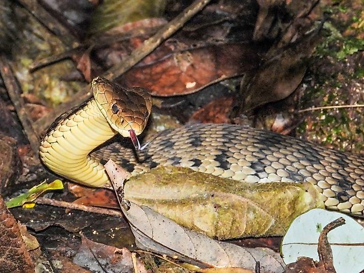 A keelback snake in Queensland, Australia.