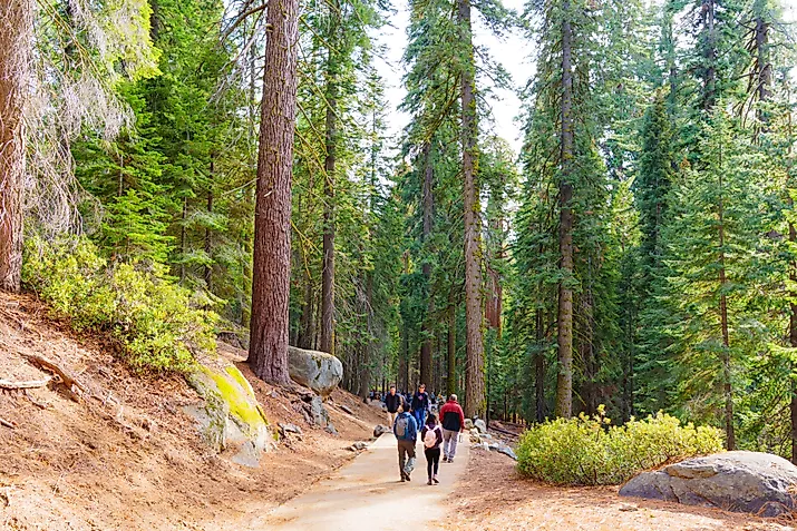 Sequoia National Park, California, Editorial credit: Chizhevskaya Ekaterina / Shutterstock.com