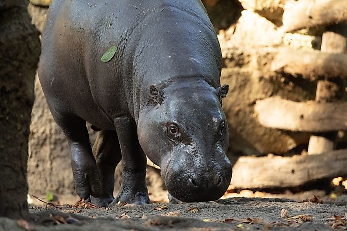 A pygmy hippopotamus (Choeropsis liberiensis)