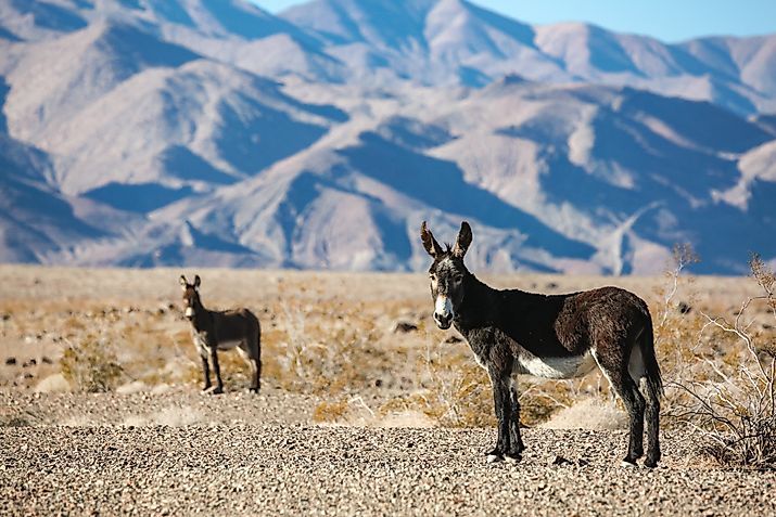 A wild burro in the hot desert of Death Valley, California.