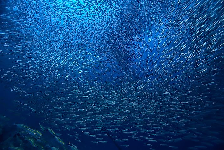 A large school of fish in the ocean.