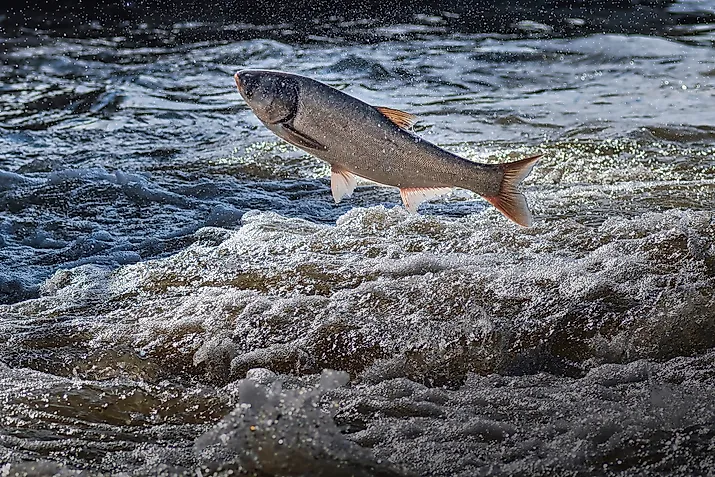 Invasive asian carp jumping out of water. 
