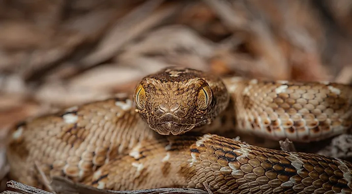 Saw scaled viper one of the most venomous snake in UAE