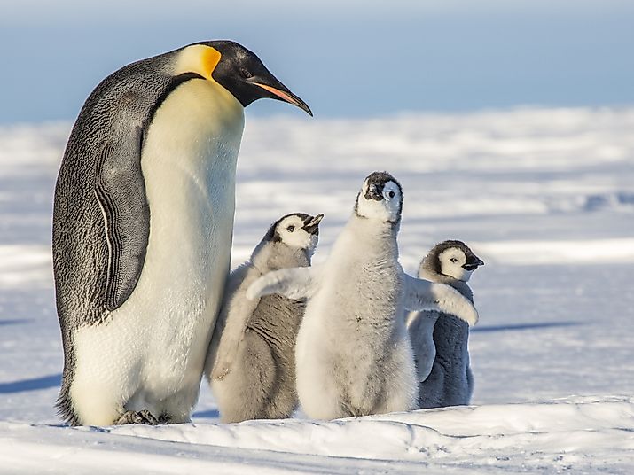 Emperor penguin with juveniles.