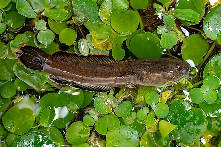 Snakehead fish swimming around water plants, 