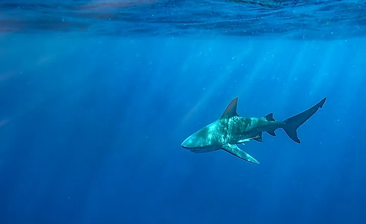 A bull shark off the coast of Florida. Credit: Harry Collins Photography / Shutterstock