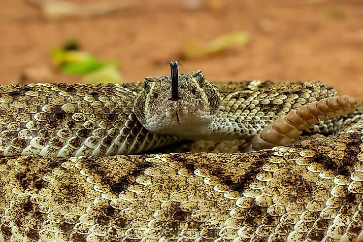 The Western Diamondback Rattlesnake (Crotalus atrox) is a venomous rattlesnake species found in the United States and Mexico.
