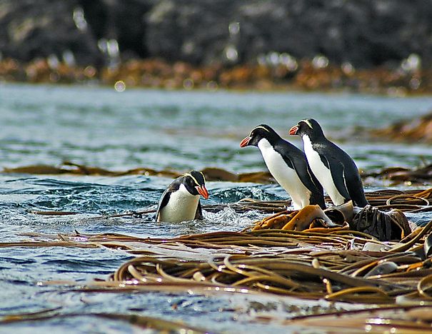 Snares penguins. Snares penguins.