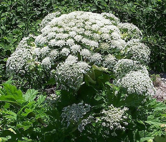 #2 Giant Hogweed