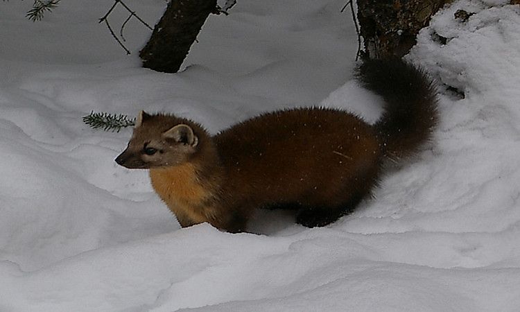#12 American Marten -