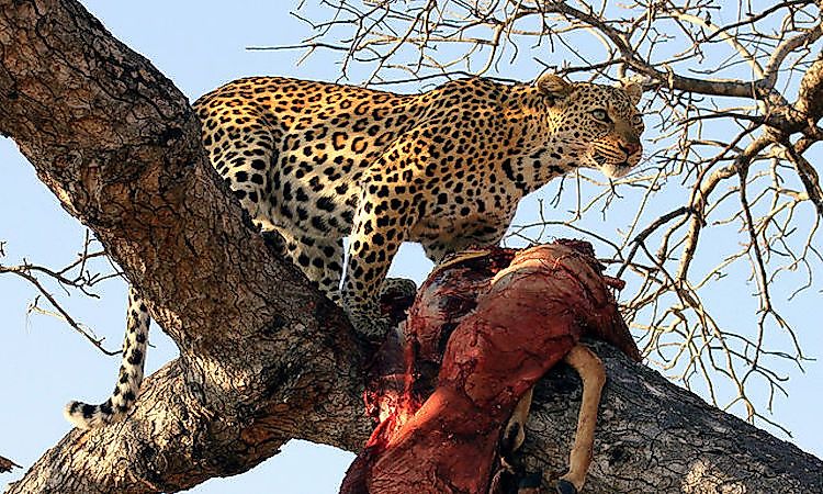 #1 African Leopard -