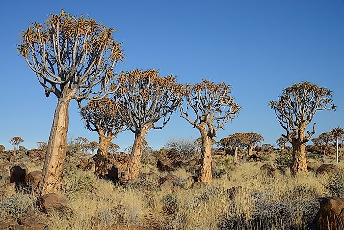Quiver Tree Forest - Unique Places In Namibia