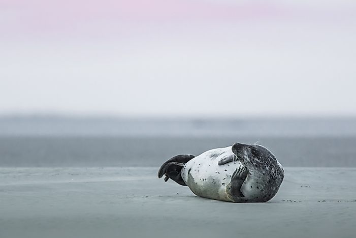 #10 Harbor Seal