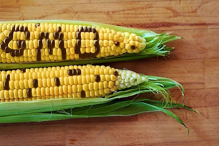 Are Genetically Modified Organisms (GMO) Safe For Humans?