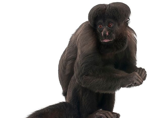 Brazil's Critically Endangered Mammals