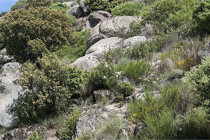 What Is a Shrubland?