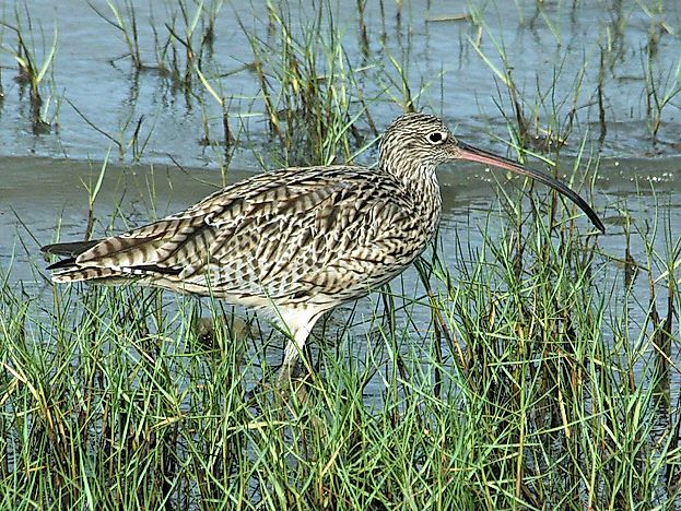 #4 Far Eastern curlew