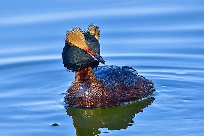 Native Birds Of Algeria