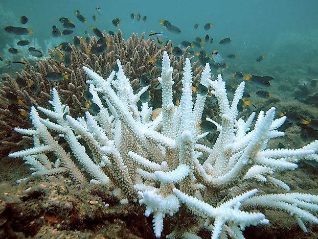 #1 Environmental Threats and Conservation
