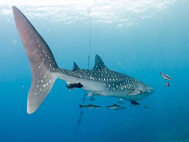 #1 Whale shark