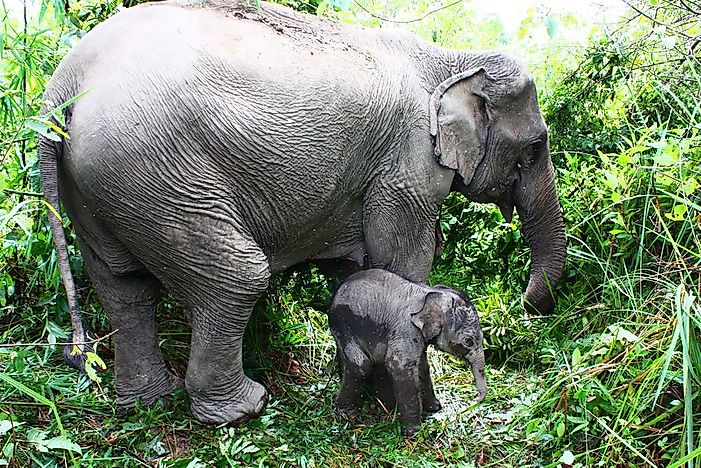 #1 Asian Elephants