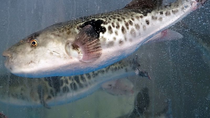 Fugu, The Deadly Seafood