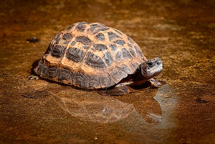 #4 Spider Tortoise