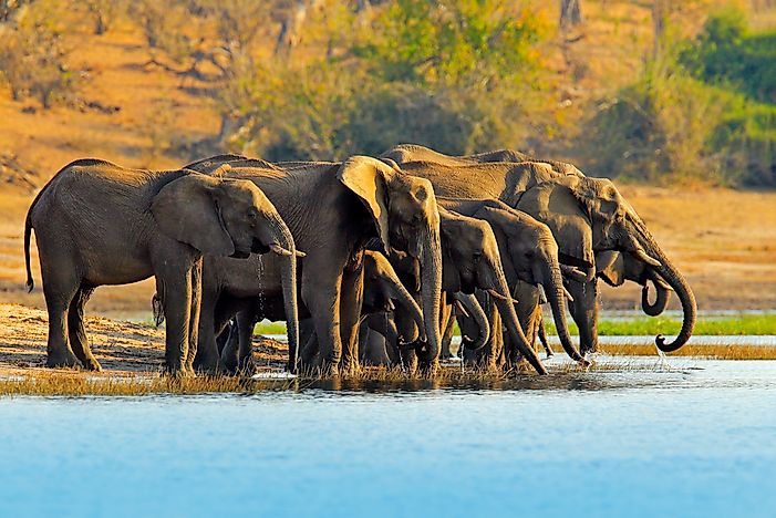 #1 Chobe National Park