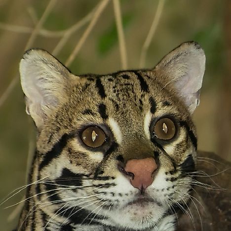 Ocelot Facts: Animals of North America