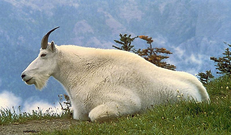 #7 Mountain Goat