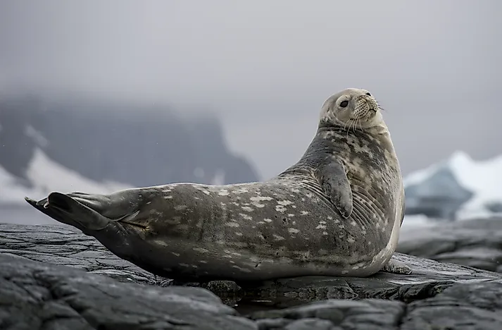 #10 Weddell seal