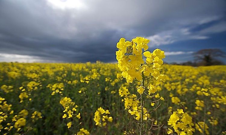 The World's Top Rapeseed Producing Countries