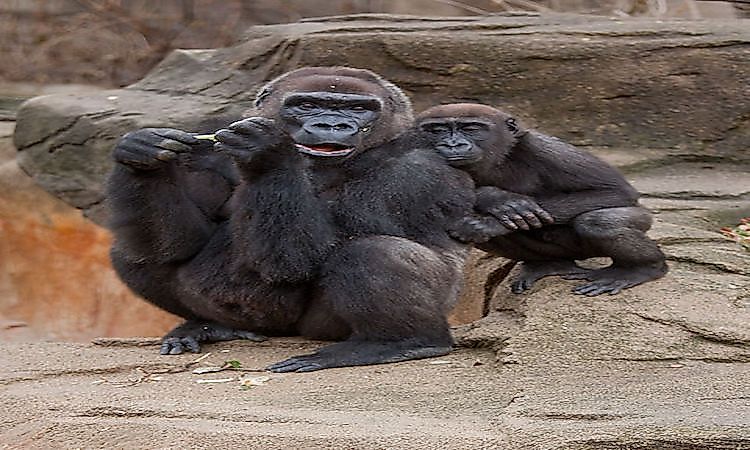 #5 Western lowland gorilla -
