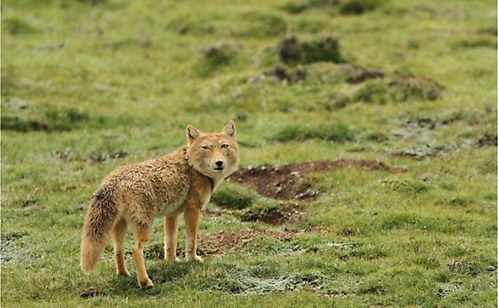 #1 Tibetan Sand Fox -