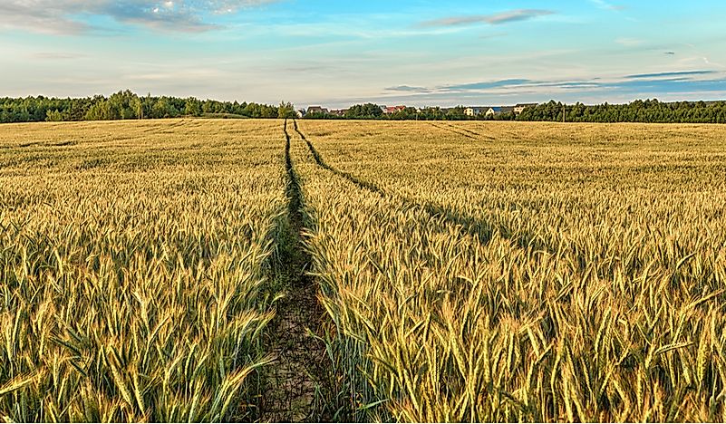 What Are The Biggest Industries In Belarus?