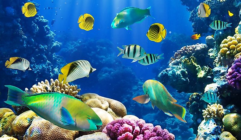 How Many Species Of Fish Are There?