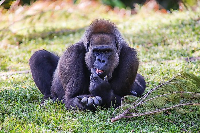 A cross river gorilla. A cross river gorilla.