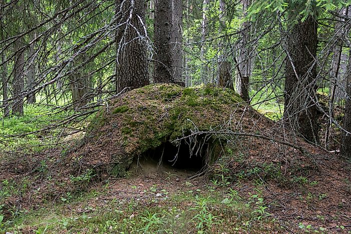 Do All Bears Hibernate In The Winter?