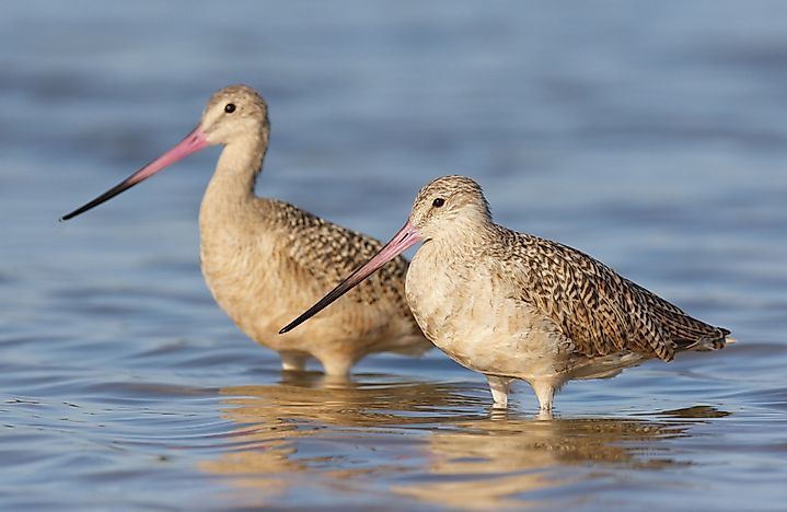Limosa fedoa. Limosa fedoa.