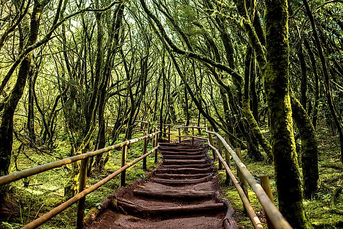 #3 Garajonay National Park