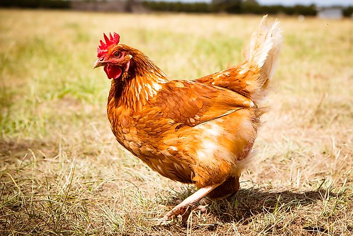 #14 Alektorophobia (Fear of Chickens)