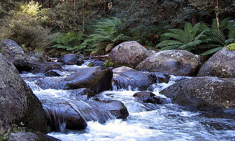 National Parks In New South Wales, Australia: Role In Biodiversity Conservation