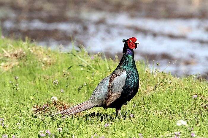 #6 Green Pheasant