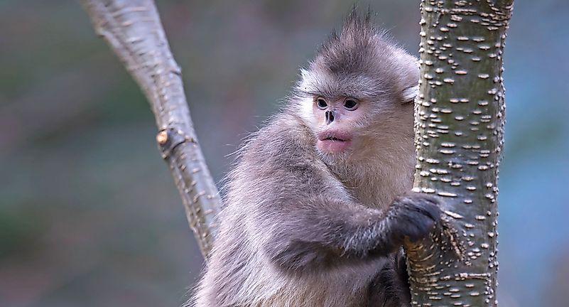 #5 Tonkin Snub-Nosed Monkey