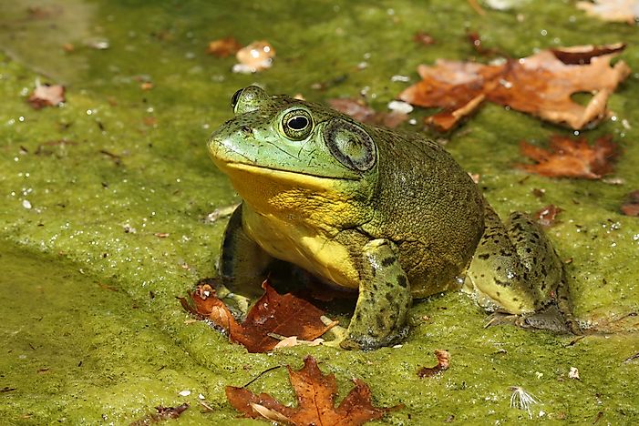 #7 North American Bullfrog - 119 decibels