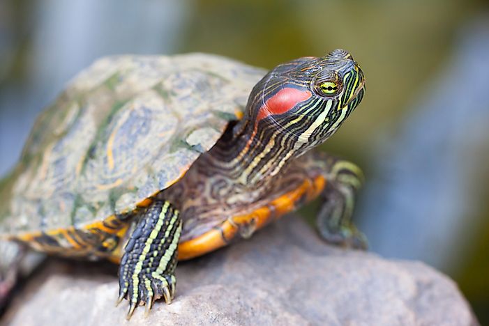 #1 Trachemys Scripta Elegans