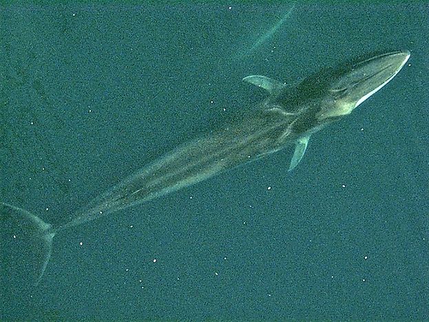 #4 Fin whale